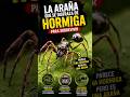 La increíble Araña Hormiga #animals #curiosidades #sabiasque