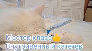 Как поставить коту внутривенный катетер 😺 видео инструкция