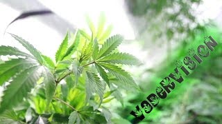 VaderVision - Bonified Breeding Bonanza Week One