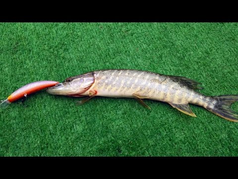 თევზაობა კუს ტბაზე