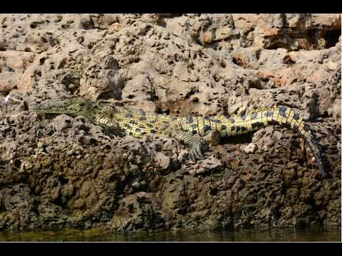 Vídeo: Caprivi Strip, Namíbia: la guia completa