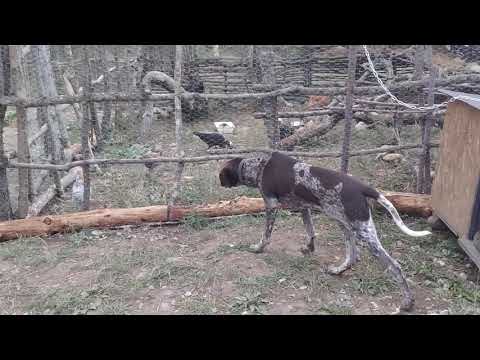 მონადირე ჯინა -  რეფლექსი მუშაობს :)  24 сентября 2020