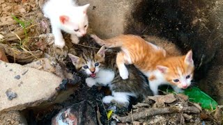 Rescue Three Motherless Kittens On The Village Road