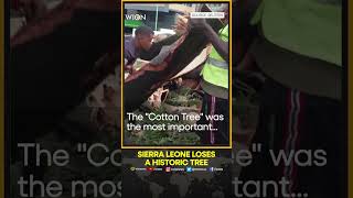 Sierra Leone loses historic tree in a rainstorm | WION Shorts screenshot 3