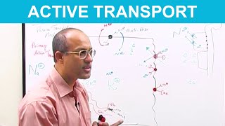 Active Transport | Transport in Cells | Biology