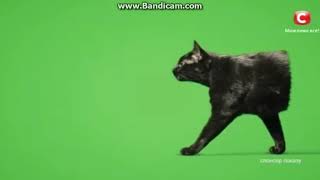 Реклама Comfy/ Комфи/ Чорна п'ятниця/ кішка