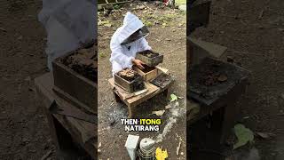 SPLITTING STINGLESS BEE COLONY