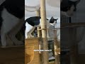 Sữa | Cute funny
