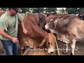 Gentle American Red Brahman Bulls for Sale