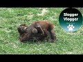 Protective Orangutan Mother Pushes Brother Of Her Little Girl