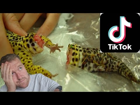 Video: Ką daryti, jei „Leopard Gecko“nepavyks