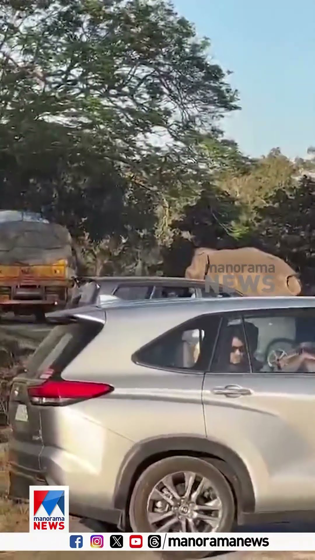 കേരളത്തിലേക്ക് അരിയുമായി വരുന്ന ലോറികൾ നീലഗിരിയിൽ തടഞ്ഞ് കാട്ടു കൊമ്പൻ്റെ പരാക്രമം.. #wildelephant