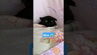 Когда дело доходит до пылесоса 😂 #cat #catvideos #catlover #kitten #kitty #animals #котики #funnycat