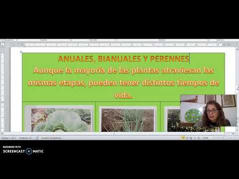 Video: Iberis (70 Fotos): Ibérico De Hoja Perenne Y Anual, Plantación Y Cuidado, Amargo, 