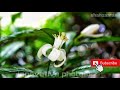 Flower photography | photography | Nature and wildlife