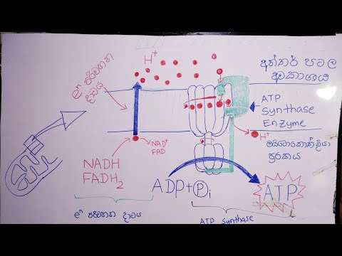 ATP සංස්ලේෂණය