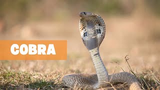 THE ENIGMATIC ELEGANCE OF COBRAS: A SERPENTINE SAGA by The Fauna Corner 886 views 2 months ago 5 minutes, 22 seconds