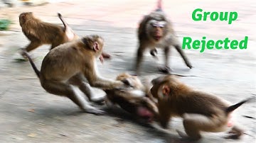 Released Monkey Girl Is Strongly Rejected By Group Of Monkey Till Crying So Loudly