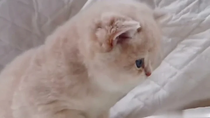 Watch the video about Unbelievably Cute Bear-Like Kitty For Sale! 😍🐻 British Longhair Golden Chinchilla...