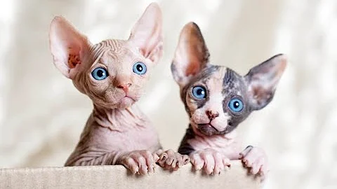 Video 8216201: canadian sphynx cat, sphynx breed, newborn sphynx kittens, hairless cat