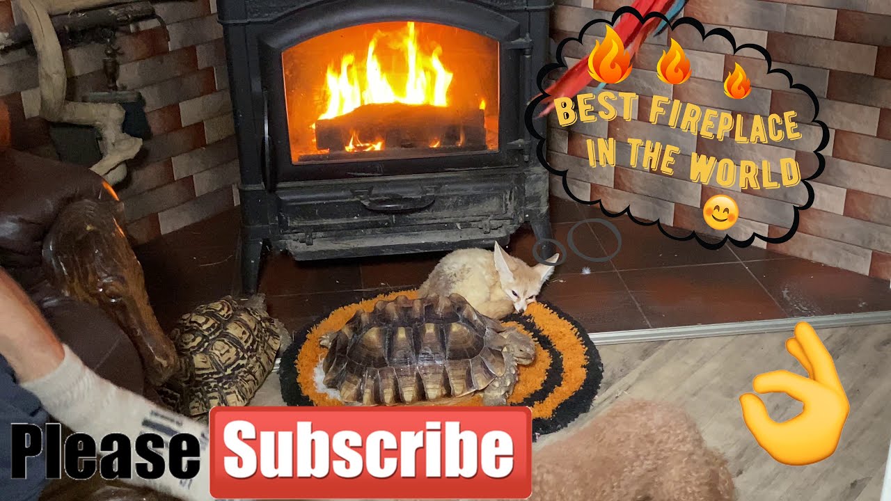 Everyone loves to warm up near the fireplace,including parrots,turtles