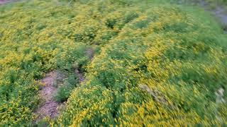 DRY ARIZONA DESERT RIVER FLOWS FOR THE FIRST TIME IN 3 YEARS!