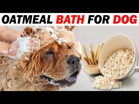 Video: Hjemmelavet Havregryn & Bagesoda Bath til Hunde