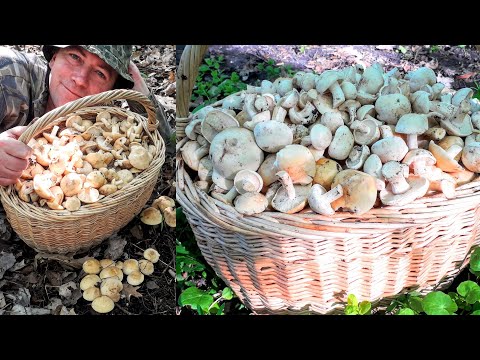 Рядовка майская везде! КОСИТЬ УСТАНЕШЬ!