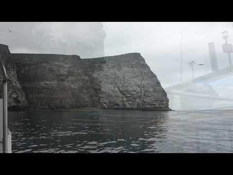 Gannet Colony at Noss in the Shetland Islands 9 July 2021