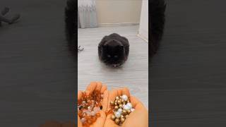 Persian Cat & Pearls