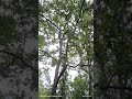 Sal forest