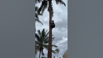 Polynesian Cultural Center Coconut Tree Climbing