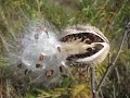 The Vital Role of Seed Dispersal in Forest Regeneration