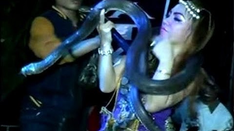 Pop Star Bitten By Cobra Sings Before Dying