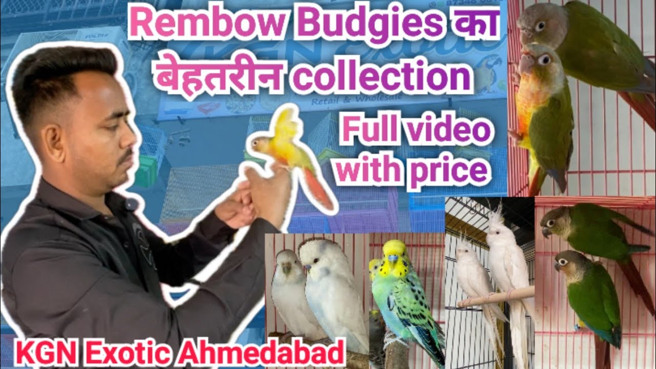 Cheapest price exotic birds in Ahmedabad # KGN exotic but Shop Ahmedabad # Rambow budgies collection