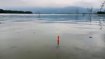 MALAHAYU : SPOT EKSOTIS IKAN NILA NYA BUANYAK