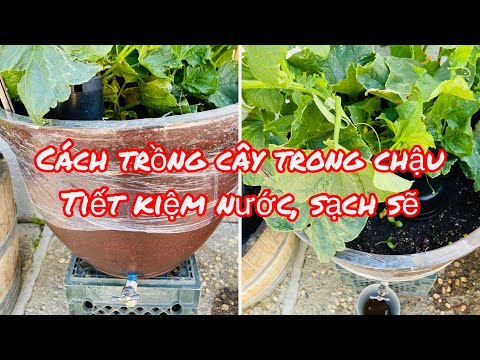 Video: Cách Tiết Kiệm Tiền Bằng Cách Trồng Cây Trong Vườn