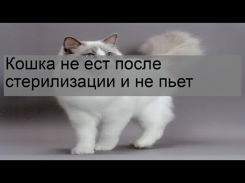 Кошка не ест после стерилизации и не пьет