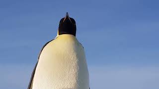 His Majesty the Emperor Penguin