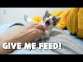 The Kitten is Screaming for Food!