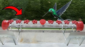 Get an Up Close view of Hummingbirds with THIS Feeder