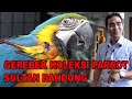 GEREBEK KOLEKSI PARROT SULTAN BANDUNG - DIRGANTARA PARROT