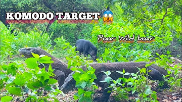 Komodo Target||A Wild Boar Get Too Close To The Komodo Dragon😱