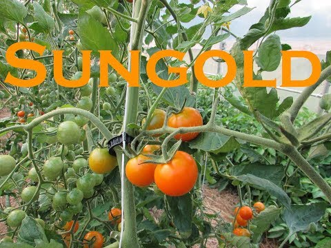 Vegetable Variety Review: Sungold Cherry Tomato