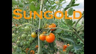 Vegetable Variety Review: Sungold Cherry Tomato