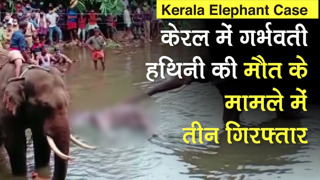 Kerala Elephant Case: हथिनी की मौत के मामले में 3 Arrest, आरोपी बोले- सुअर के लिए रखे थे पटाखे