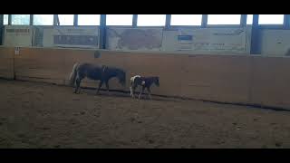 Das Kleine Fohlen Önchengladbach