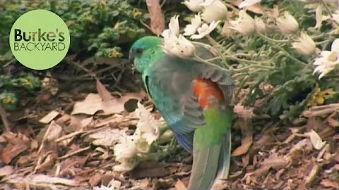 Burke's Backyard, Attracting Birds to your Garden