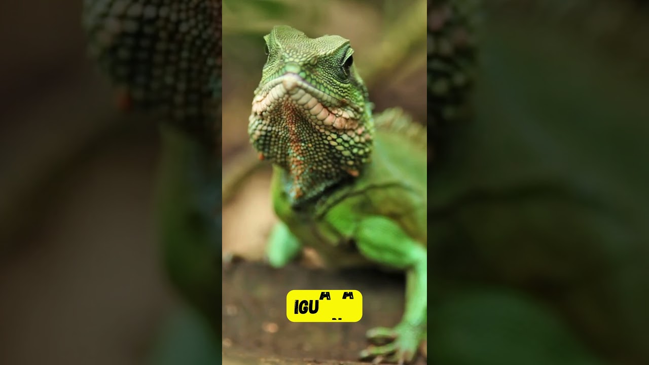 Learn Sea Animal Names H, I, and J Short for Kids | Fun & Easy Phonics for Children | 