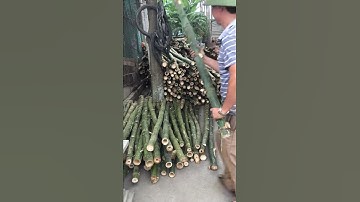 Chuyên cung cấp cọc tre gai chất lượng tốt nhất